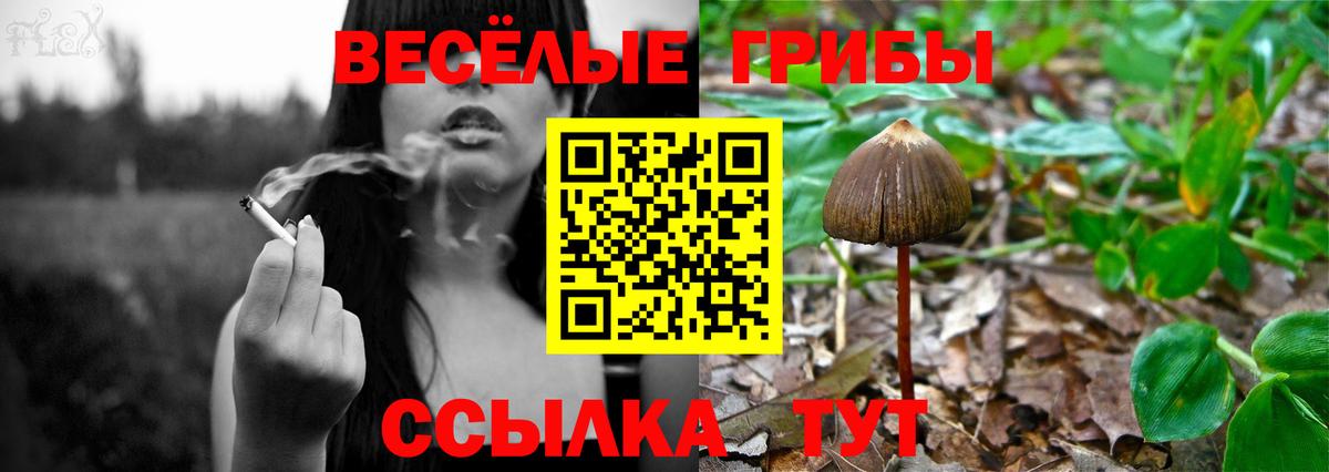 Псилоцибиновые грибы Cubensis Королёв